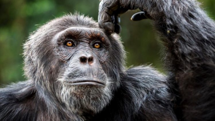 Environnement : Un million d’espèces menacées d’extinction sur la planète
