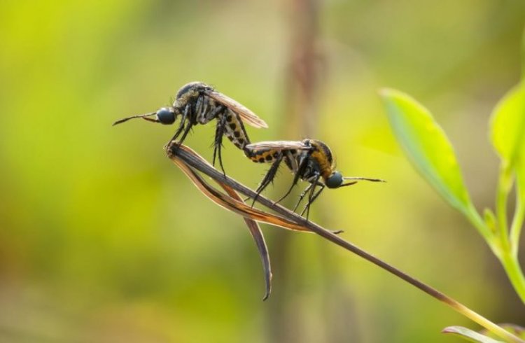 Environnement : la disparition des insectes, un grave problème pour la biodiversité